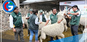 Arequipa: Construyen 450 cobertizos en zonas altas y entrega kits veterinarios 