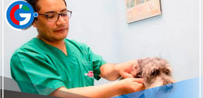 Aprueban directiva que regula la intervención quirúrgica en perros y gatos 