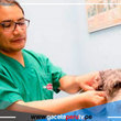 Aprueban directiva que regula la intervención quirúrgica en perros y gatos 