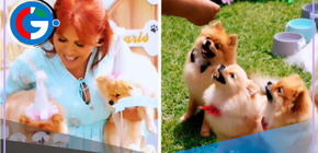 Magaly Medina celebra cumpleaños de sus perros con LUJOSA fiesta 