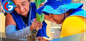 Lima: Intervendrán más de 260,000 viviendas para impedir ciclo de vida del zancudo 