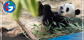 Pandas gigantes llegan a Madrid