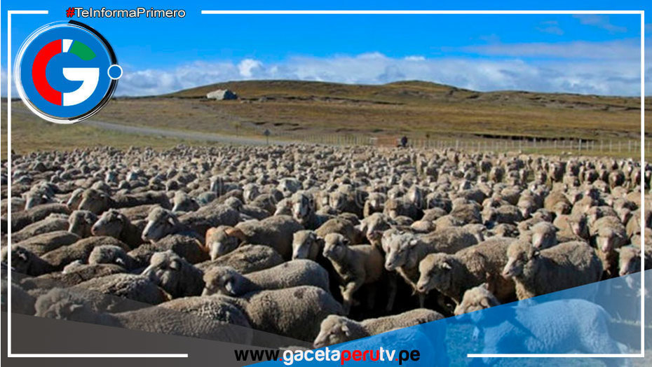Puno: Inician proyecto para impulsar la producción de ovinos en comunidades