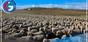 Puno: Inician proyecto para impulsar la producción de ovinos en comunidades