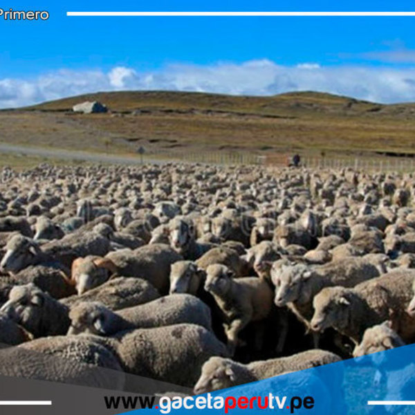 Puno: Inician proyecto para impulsar la producción de ovinos en comunidades