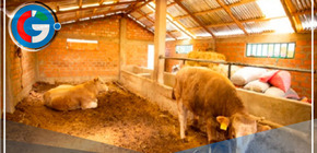 Midagri implementa cobertizos y fitotoldos para proteger ganado 