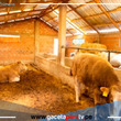 Midagri implementa cobertizos y fitotoldos para proteger ganado 