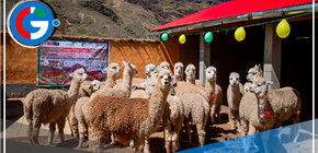 Midagri entrega cobertizos y fitotoldos para 15 regiones 