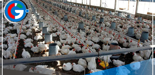 Sacrifican más de 150 aves por brote de influenza aviar