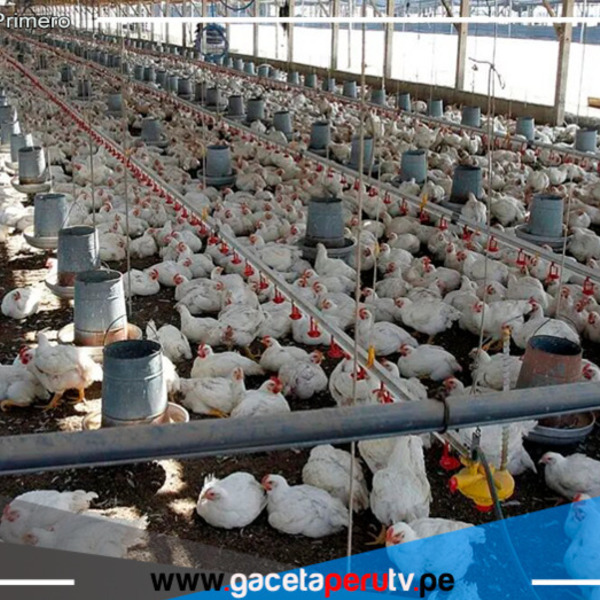 Sacrifican más de 150 aves por brote de influenza aviar