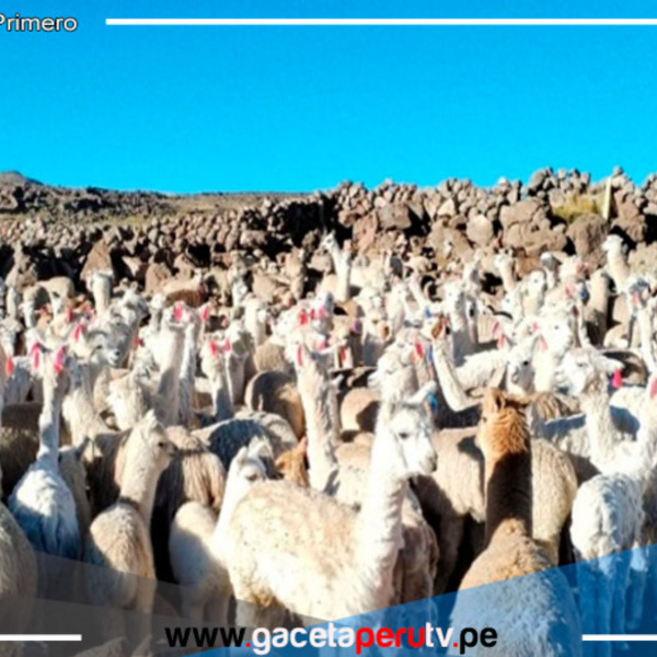 Midagri impulsa medidas preventivas para proteger la actividad agropecuaria en Ayacucho