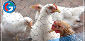  Primera muerte por gripe aviar AH5N2 confirmada en México