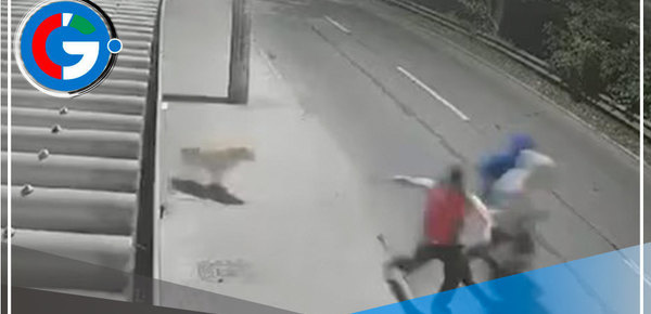 Mascota salva a sus dueños de asalto