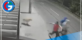 Mascota salva a sus dueños de asalto