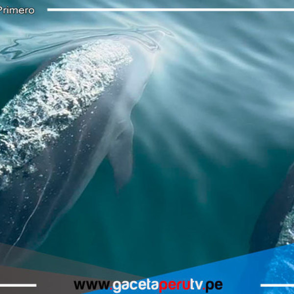 Piura espera la visita de más de 9,000 turistas durante el feriado largo 