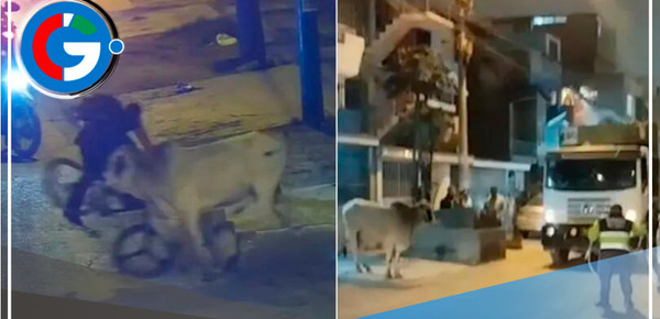 Cebú se escapó de un camión y generó caos en calles de Santa Anita y El Agustino