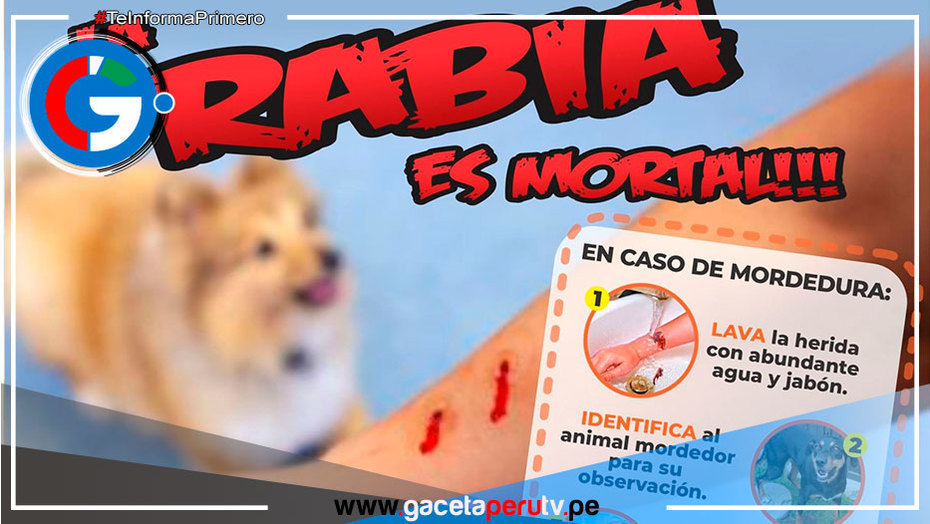 Arequipa reporta cerca de 5,000 casos por mordedura canina