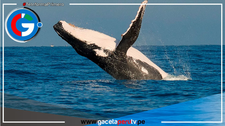 Piura apuesta por el avistamiento de ballenas