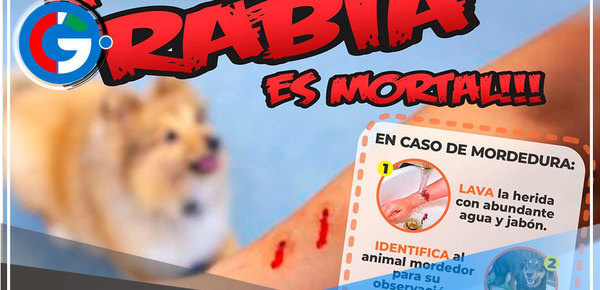 Arequipa reporta cerca de 5,000 casos por mordedura canina