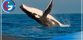  Piura apuesta por el avistamiento de ballenas