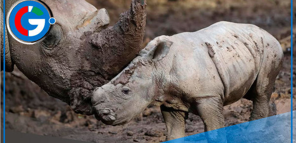 Buin Zoo celebra el nacimiento de Silverio, un rinoceronte blanco en peligro de extinción