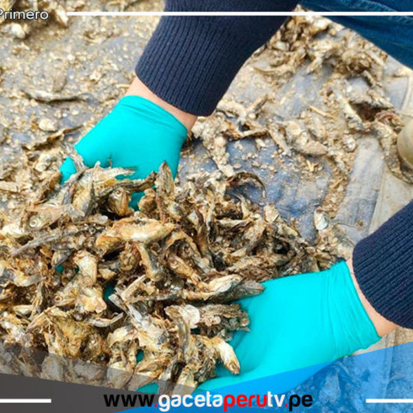 Ica: Decomisan 11.3 toneladas de anchoveta provenientes de la pesca ilegal