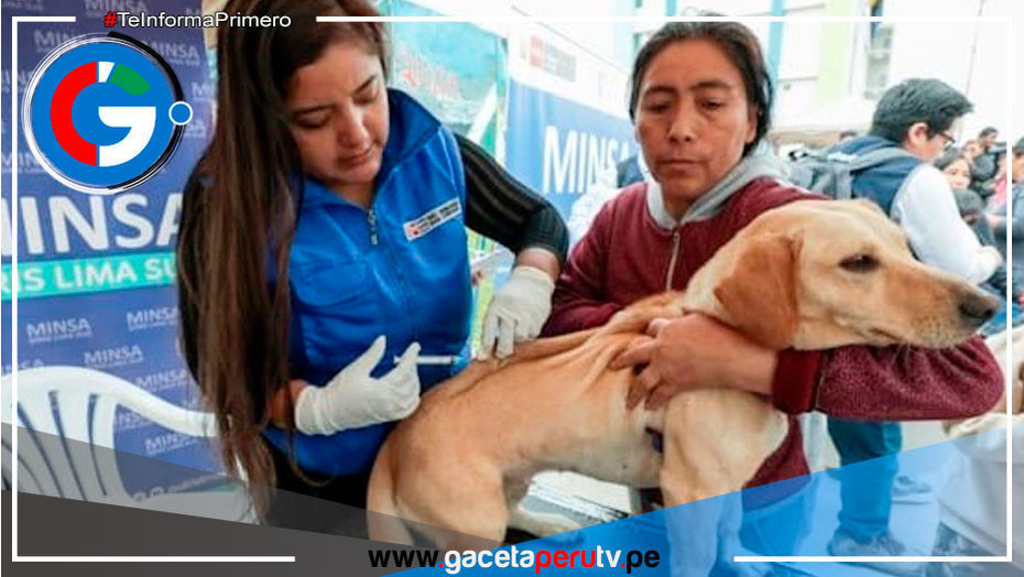 Minsa vacunará más de 3 millones de perros a nivel nacional