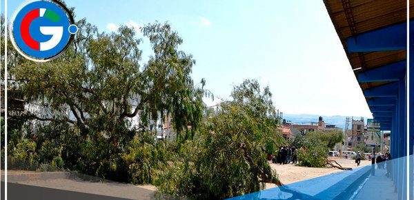 Cajamarca: vecinos denuncian tala ilegal de 22 árboles de molle