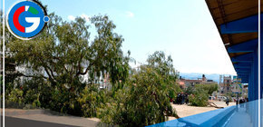 Cajamarca: vecinos denuncian tala ilegal de 22 árboles de molle