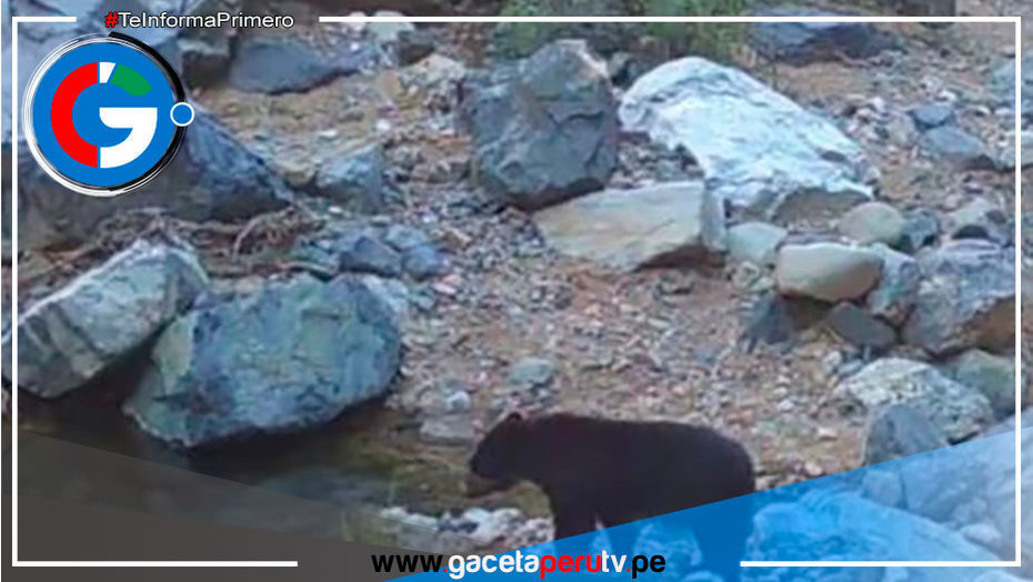 Oso de anteojos es el rey en la Reserva Calipuy
