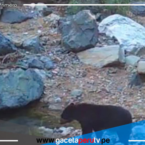 Oso de anteojos es el rey en la Reserva Calipuy