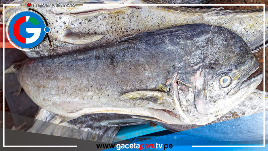 Establecen límite máximo de captura del recurso perico