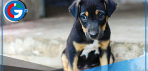 Gobierno surcoreano planea cerrar la industria de carne de perro con inversión millonaria