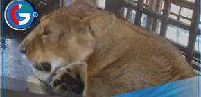 Cuidador de zoológico fallece tras ser atacado por un león en Nigeria