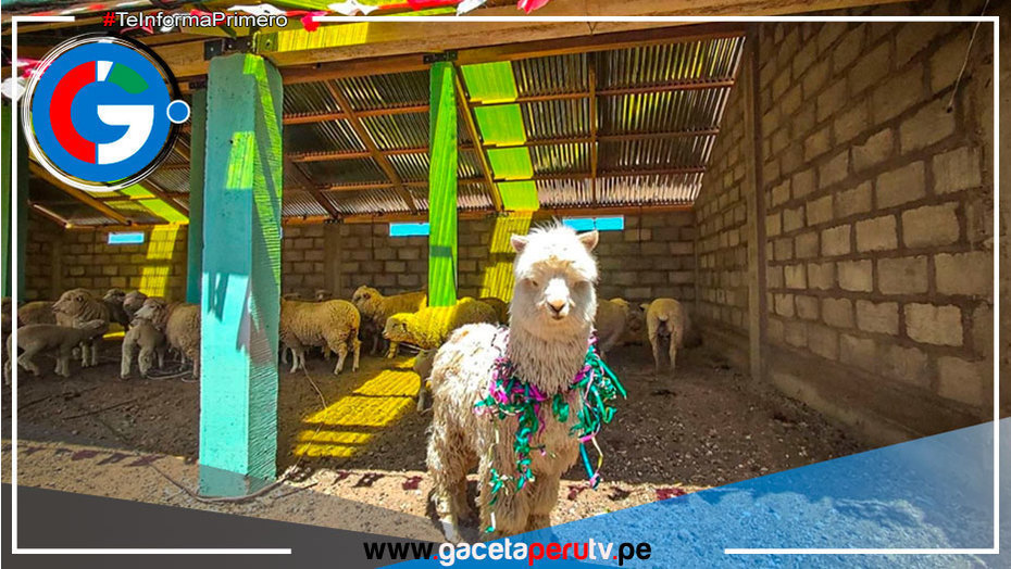 Cumplen meta de 3,080 cobertizos para más de 369,000 alpacas y ovinos