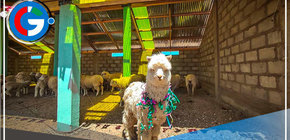 Cumplen meta de 3,080 cobertizos para más de 369,000 alpacas y ovinos 