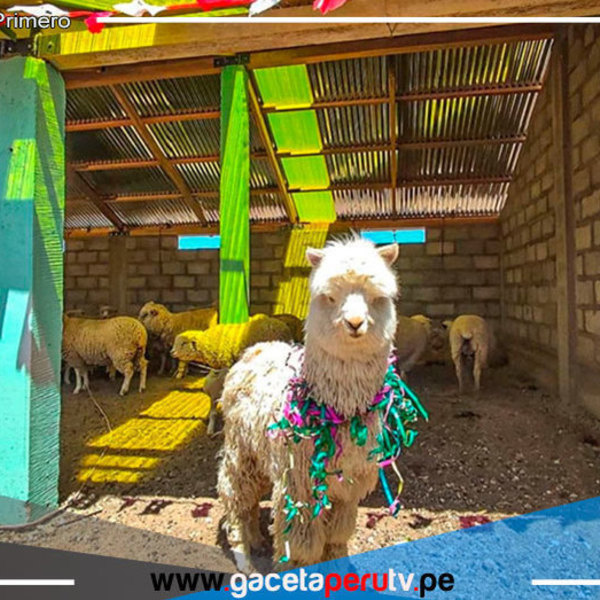 Cumplen meta de 3,080 cobertizos para más de 369,000 alpacas y ovinos 