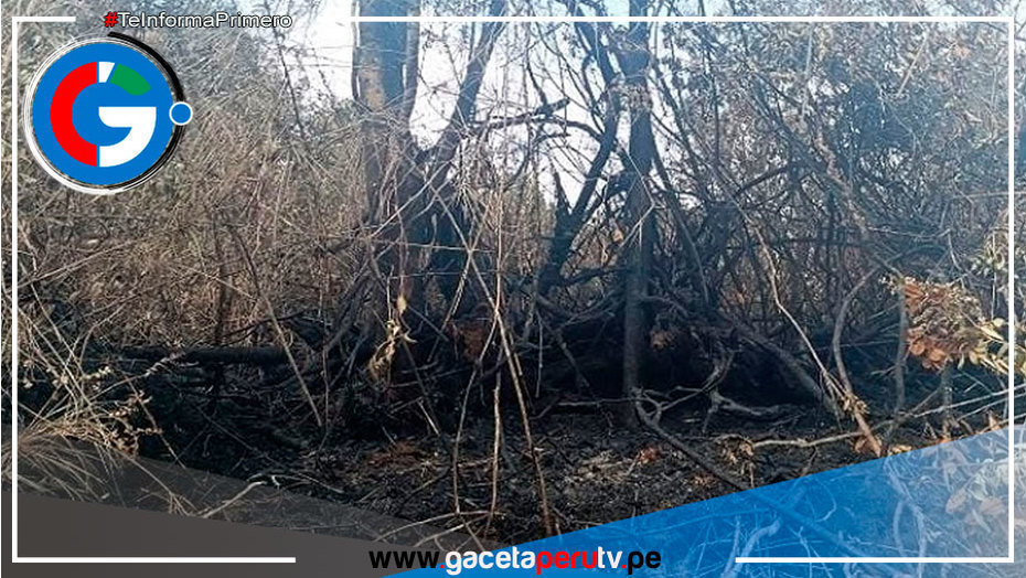 Pasco: incendio forestal afecta pastizales en sector de Manto