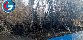 Pasco: incendio forestal afecta pastizales en sector de Manto