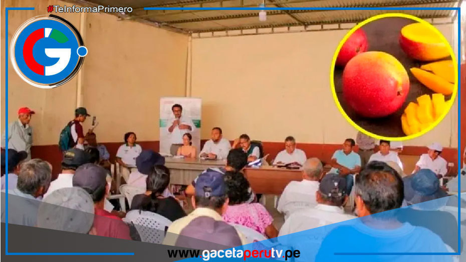 Productores de mango piden condonación total de sus deudas en Lambayeque