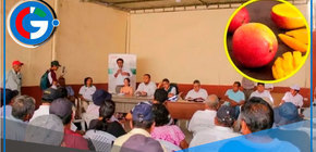 Productores de mango piden condonación total de sus deudas en Lambayeque