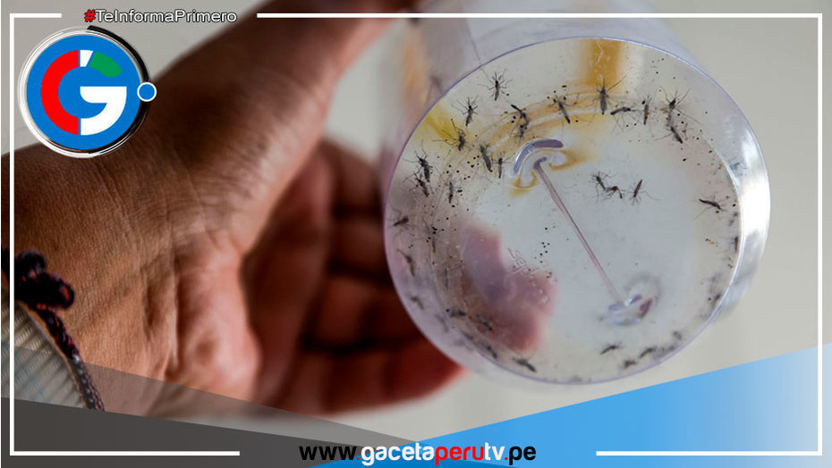 Calor puede reducir de 12 a 5 días ciclo reproductor de zancudo transmisor
