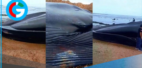 Cadáver de ballena azul de 20 metros aparece en playa de Tumbes