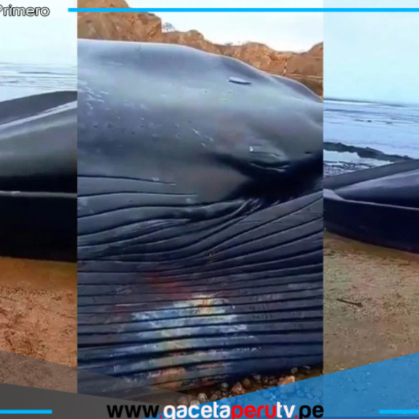 Cadáver de ballena azul de 20 metros aparece en playa de Tumbes