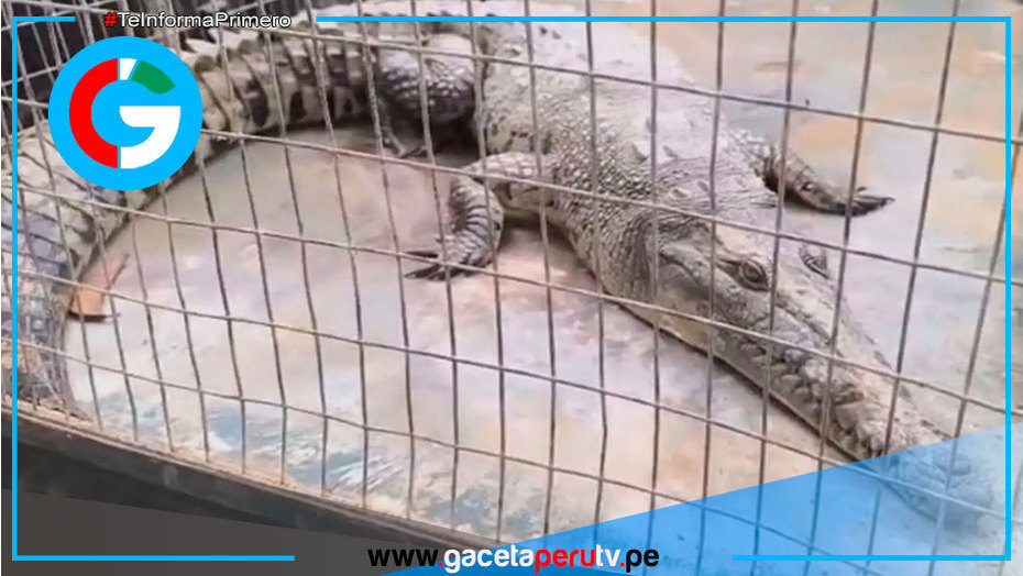 Expertos rescatan a ejemplar de cocodrilo de Tumbes