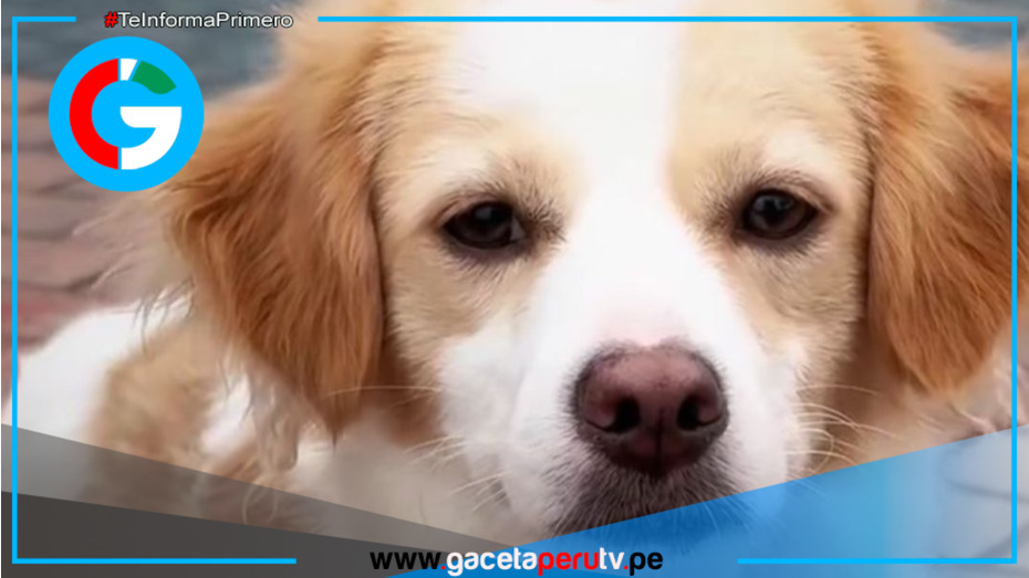 Homenaje al perro Chiribaya por su valor histórico