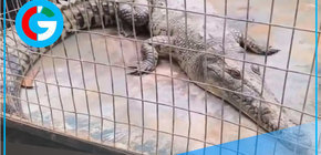 Expertos rescatan a ejemplar de cocodrilo de Tumbes