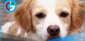 Homenaje al perro Chiribaya por su valor histórico