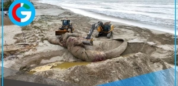 Sepultan ballena azul varada en playa Punta Mero