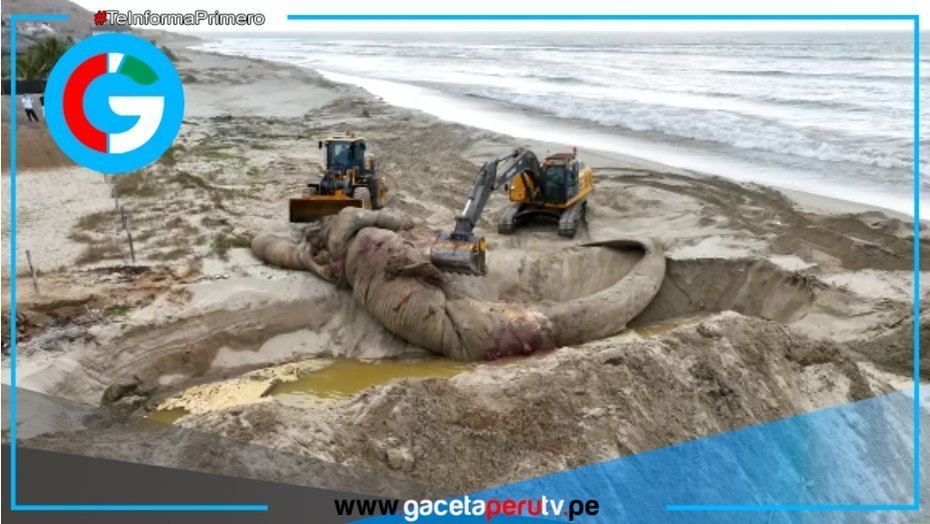 Sepultan ballena azul varada en playa Punta Mero